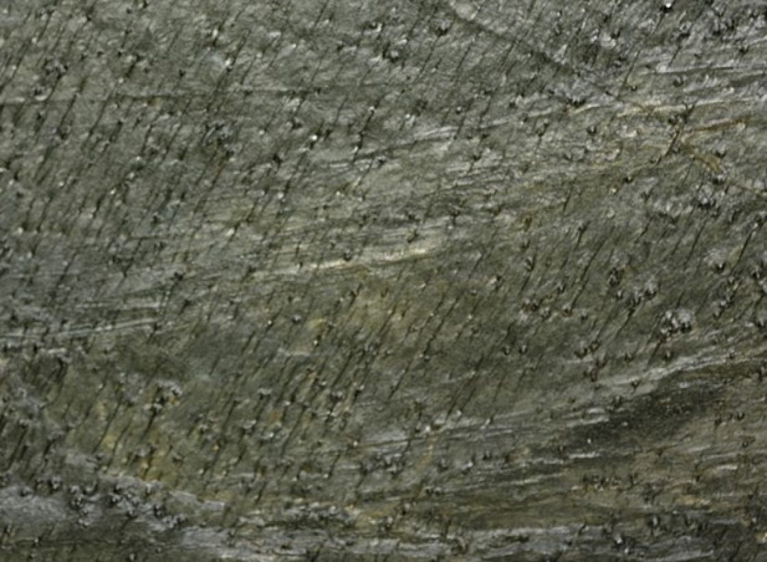Ardoise – Ardoise – texture et veinage de la pierre