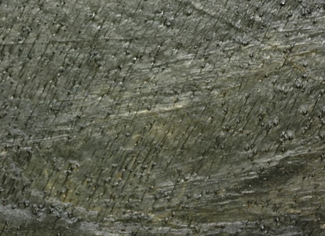 Ardoise Green Honed – Ardoise – texture et veinage de la pierre